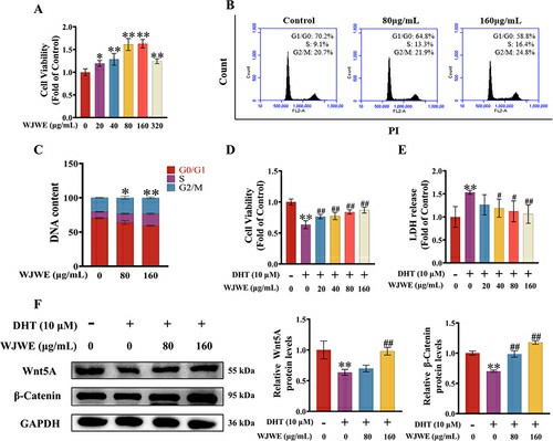 WJWE stimulated the hair follicle dermal papilla cells proliferation and attenuated DHT-induced cell damage in vitro.