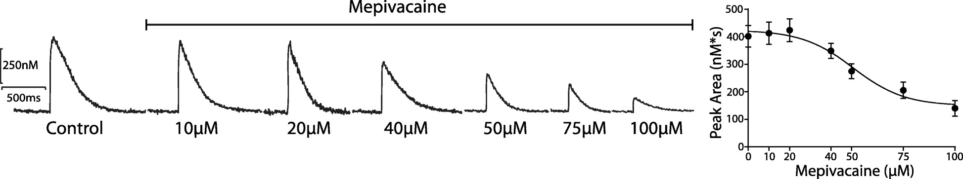 Examples of Ca2+ transients illustrating the dose-dependent response of mepivacaine at concentrations of 0, 10, 20, 40, 50, 75, and 100 μM.