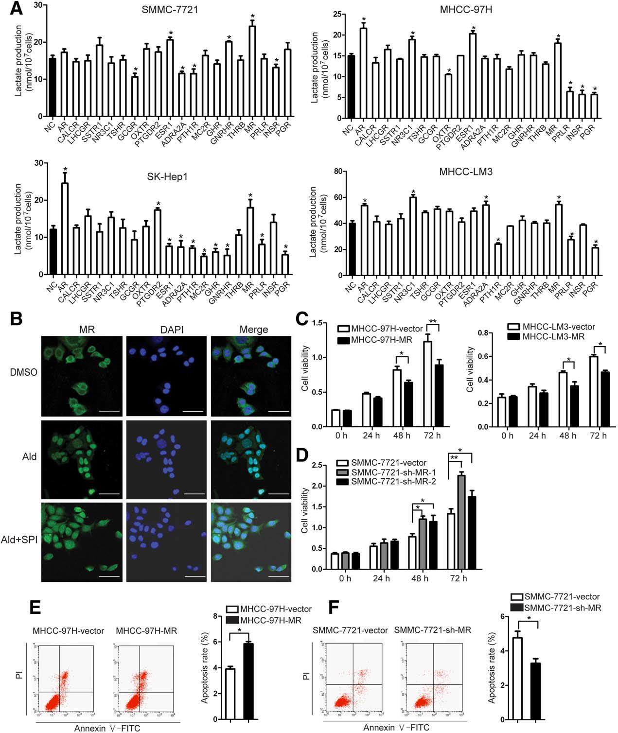 The mineralocorticoid receptor (MR) affects HCC cell proliferation, cell cycle, and apoptosis