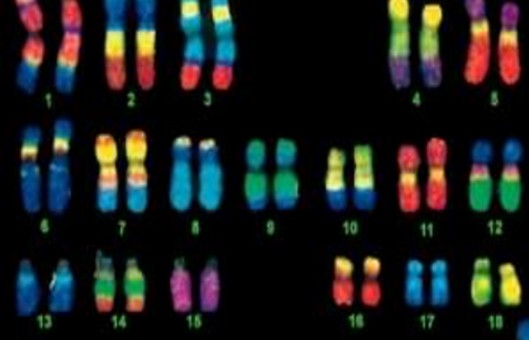 CABR™ CAR-T Cell Detection ISH Probes