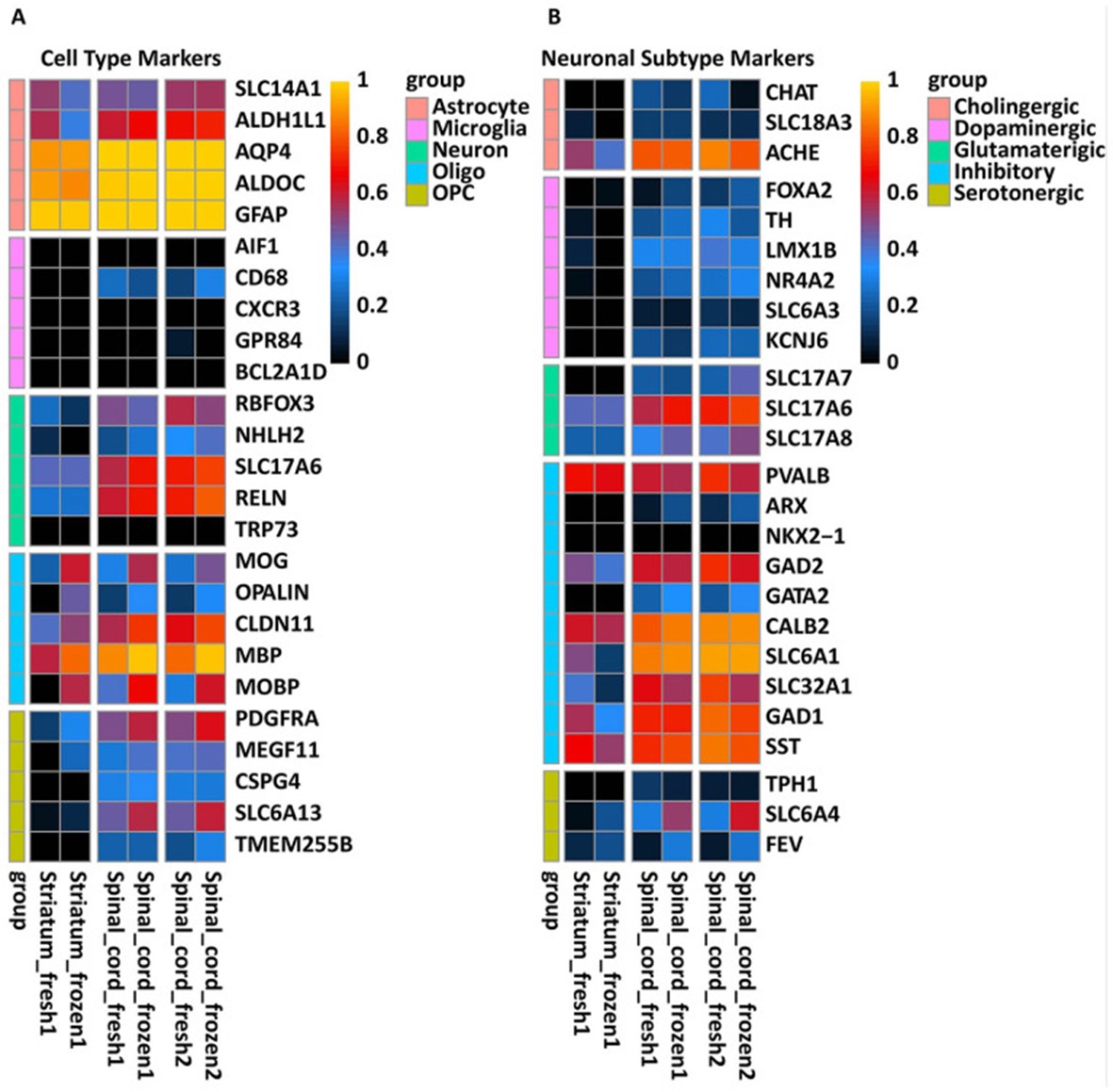 Expression of human-specific neuronal and glial lineage transcripts in rat striatal and spinal cord 6 months after NPCs grafting.