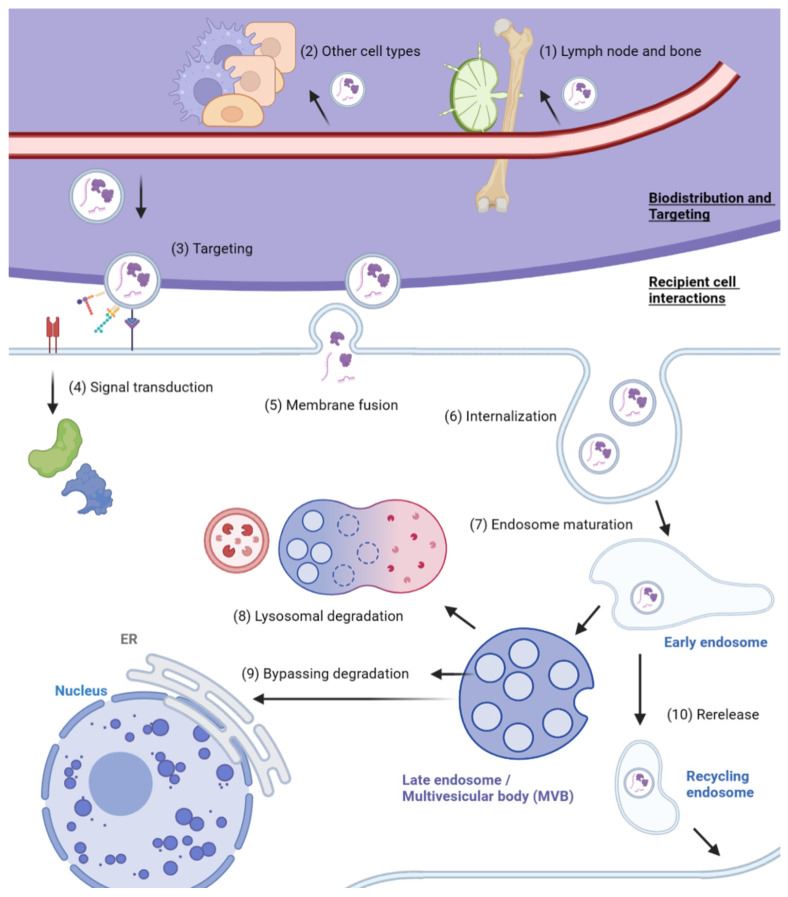 Overview of exosome biodistribution and uptake.