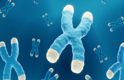 Telomere Analysis