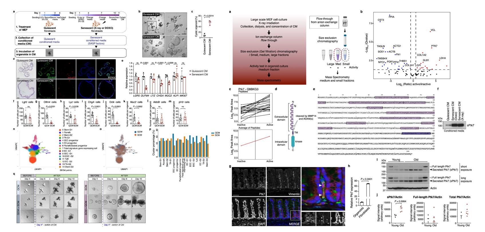 Left: Conditioned medium from senescent fibroblasts causes cystic morphology of mouse intestinal organoids; Right: Identification of Ptk7 as a factor that causes cystic organoid phenotype.