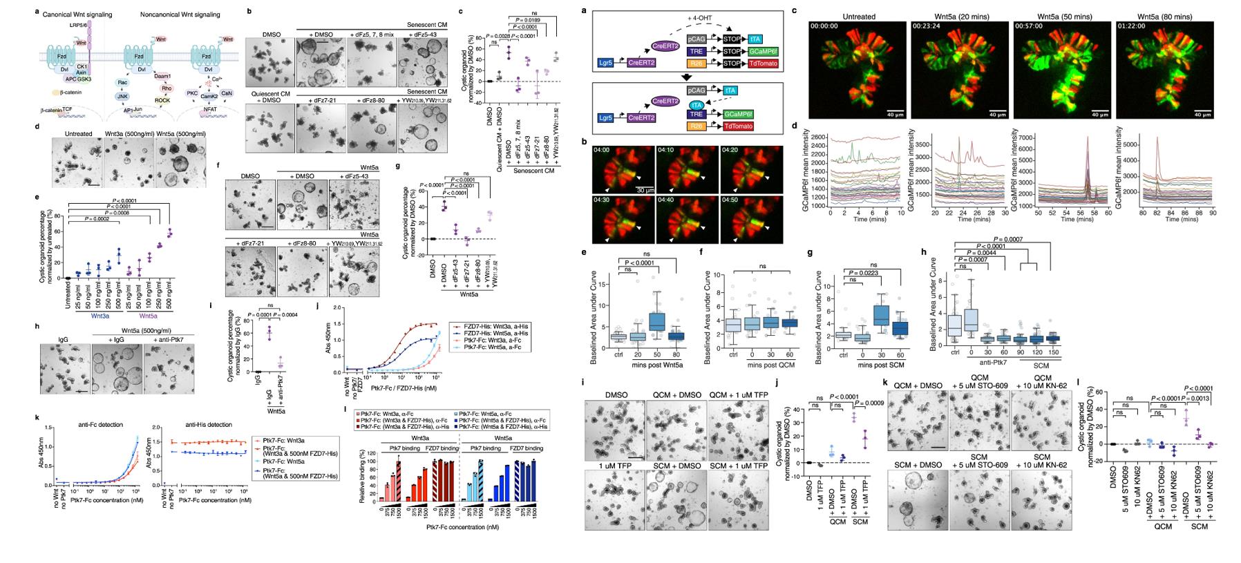 Left: Ptk7 acts through noncanonical Wnt signaling; Right: Ptk7 modulates cytosolic Ca2+ oscillations in intestinal organoids.