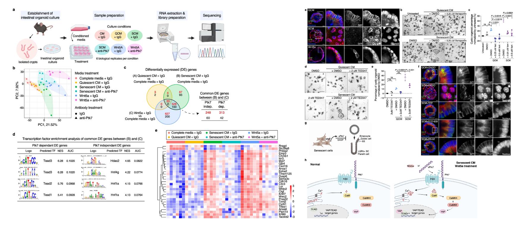 Left: Transcriptomes of organoids shows enrichment of TEAD binding motifs among Ptk7-dependent DE genes; Right: Correlation between nuclear YAP localization and cystic organoid morphology and connection to Ca2+ signaling.