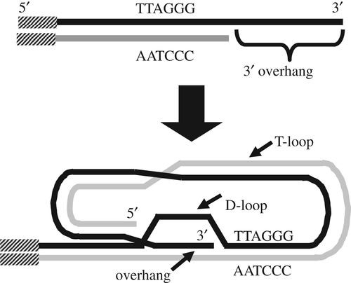 A model of a typical telomere.