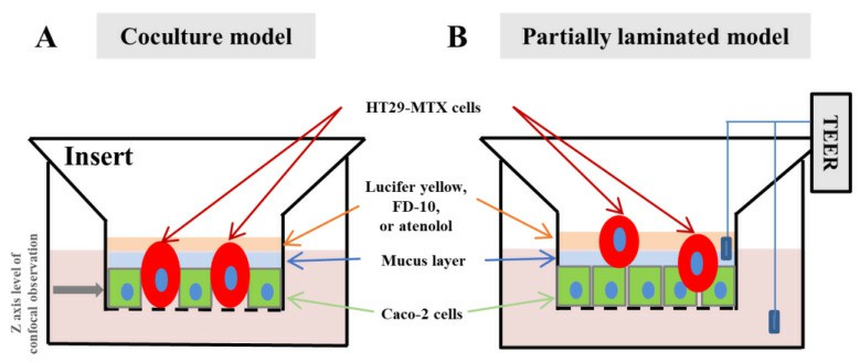 Schematic images of the partially laminated model.