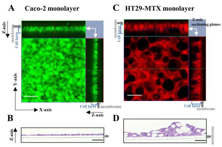 Morphology assessment of Caco-2 and HT29-MTX monocultures using live cell and hematoxylin and eosin (H and E) 