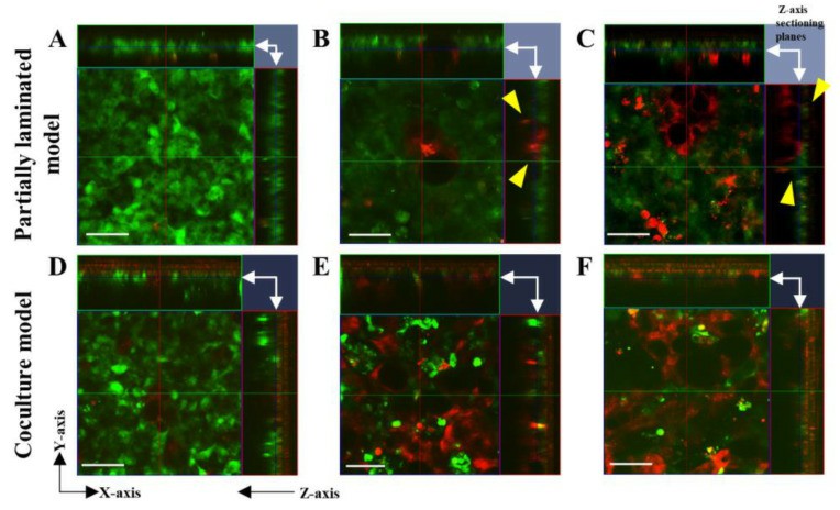 Right: Morphology evaluation of the Caco-2-HT29-MTX partially laminated and coculture models using live cell staining.