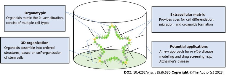 Self-organization of brain organoids.