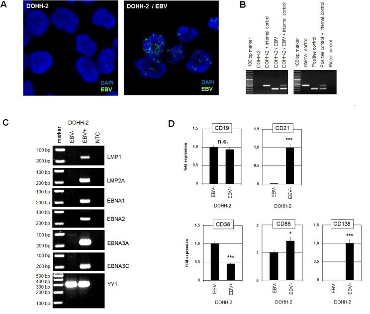 Characterization of EBV-positive/negative DOHH-2 subclones.