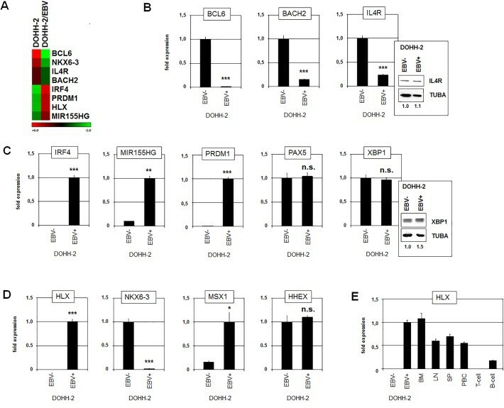Gene expression analyses in EBV-positive/negative DOHH-2 subclones.