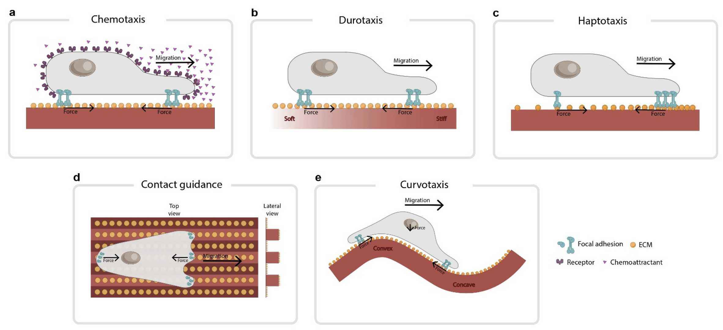 Various forms of directed cellular migration.
