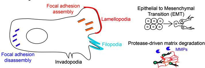 The sequence of events in metastasis and the movement of cancer cells.