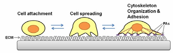 The mechanism of cell adhesion.