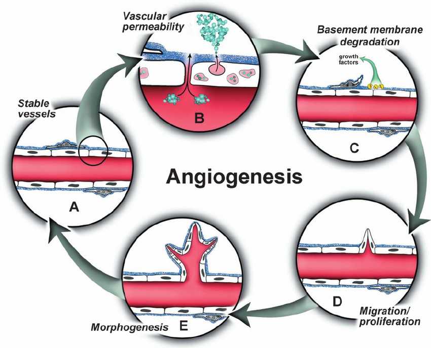 The process of angiogenesis.
