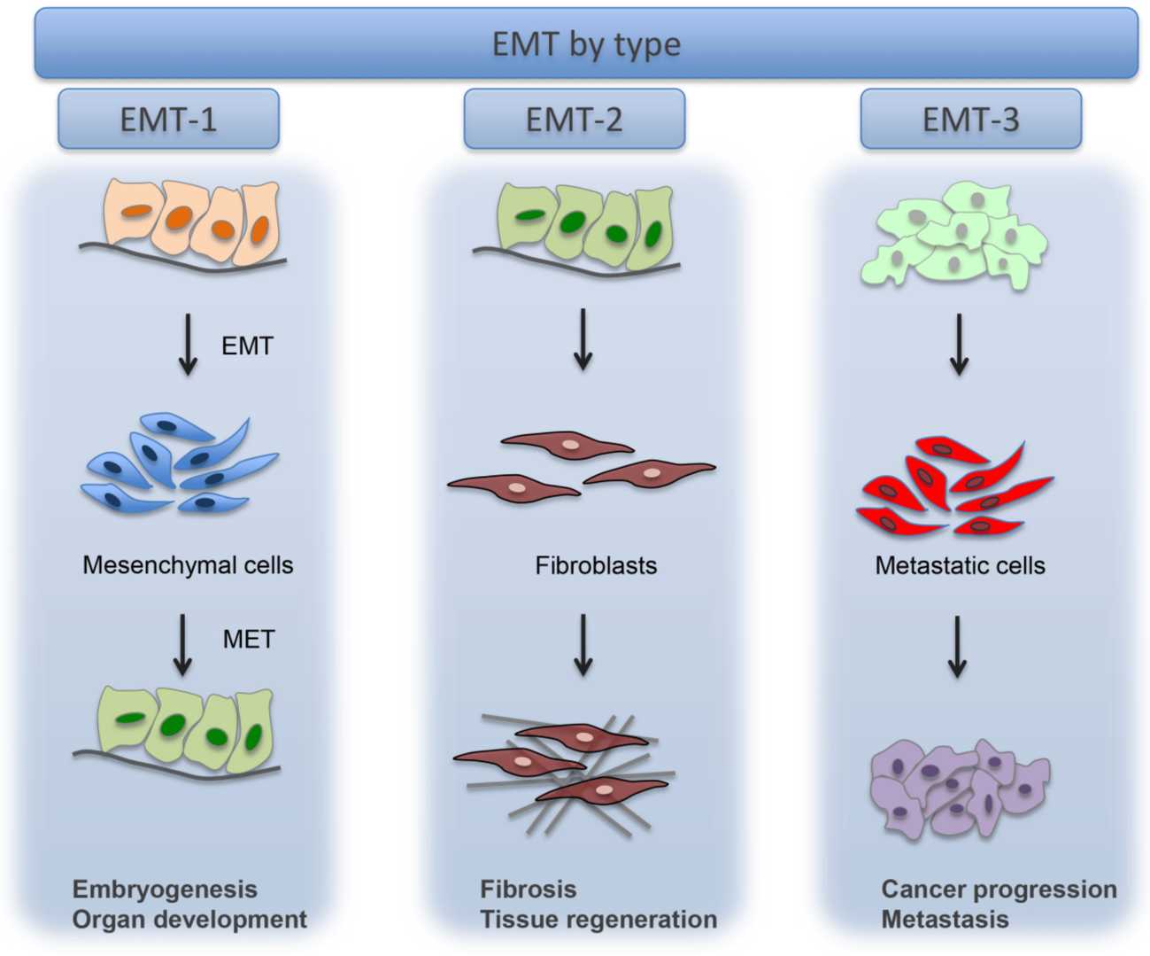 Categories of epithelial-mesenchymal transition (EMT).