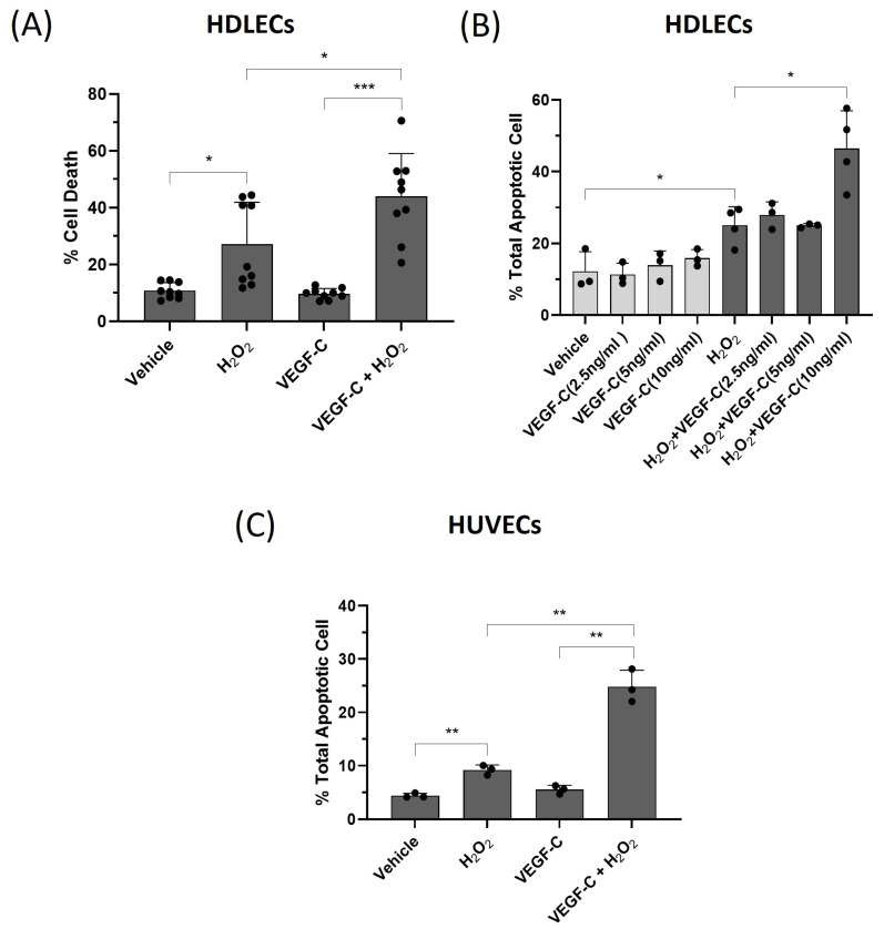 VEGF-C enhances the susceptibility of HDLECs to H2O2-induced cell death through apoptotic pathways.
