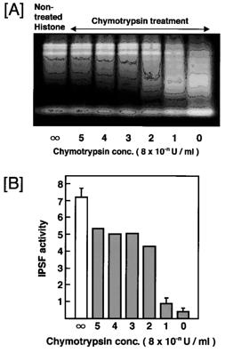 [A] Histone was directly labeled by FITC. FITC-conjugated histone was digested by various concentrations of chymotrypsin. Following a digestive reaction at 37°C, histone fragments were assayed by SDS-PAGE. The bands of fragments derived from histone were seen by UV light. [B] The IPSF activities of histone digested by chymotrypsin for various periods were assayed. The bars indicate the IgM production of each reaction mixture.
