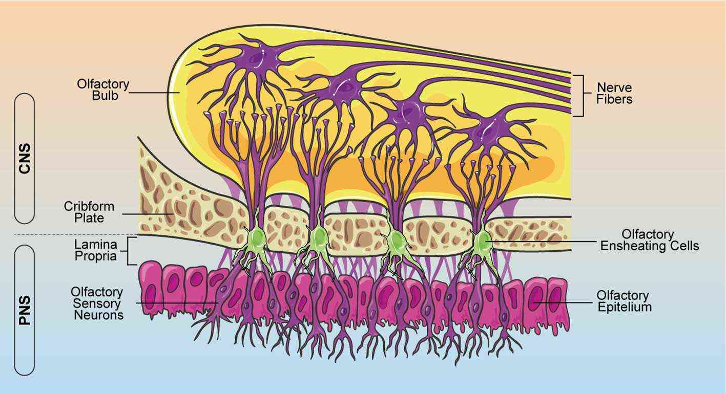 Schematic illustration of OEC positioning within the olfactory system.