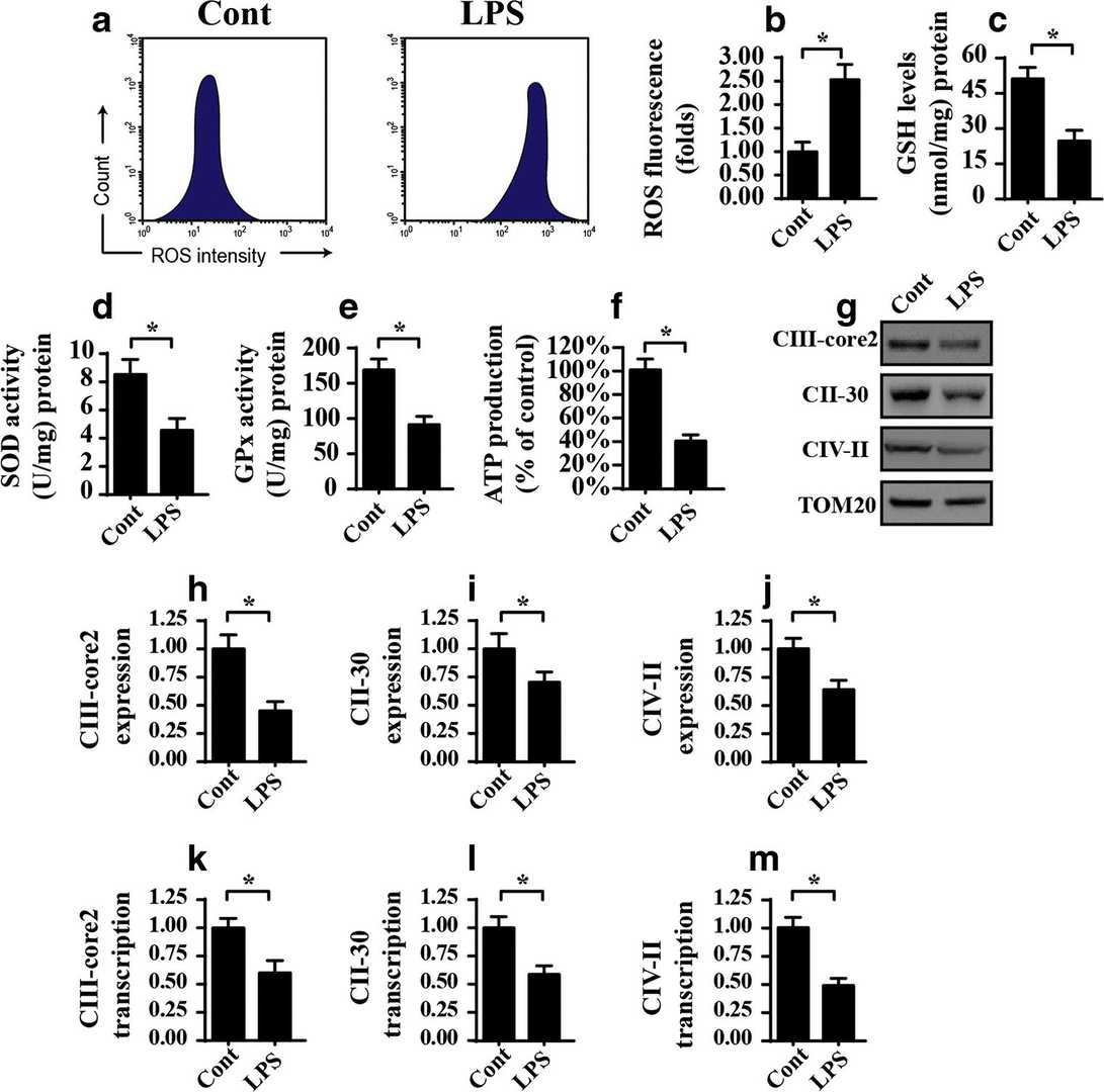 LPS triggers mitochondrial dysfunction, evident by oxidative stress and reduced activity of the mitochondrial respiratory complex in OEG.