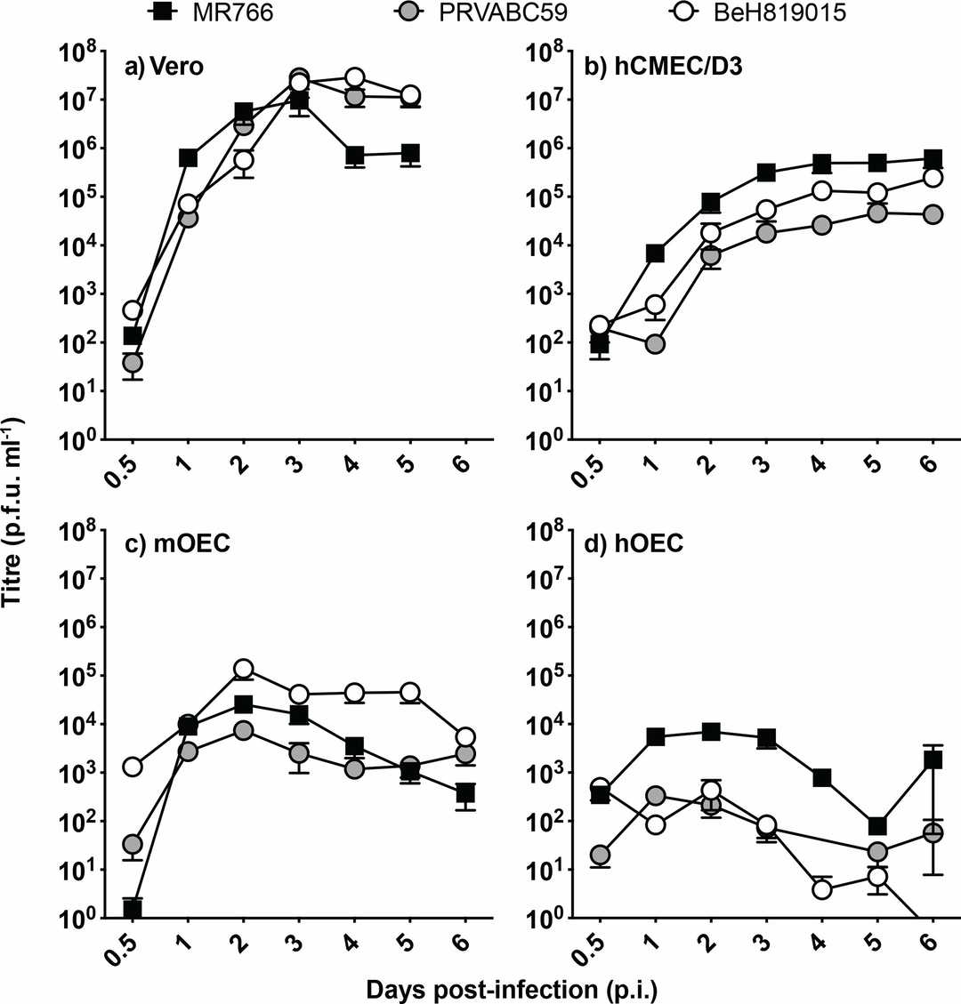 ZIKV replication in non-neural and neuroglial cells.