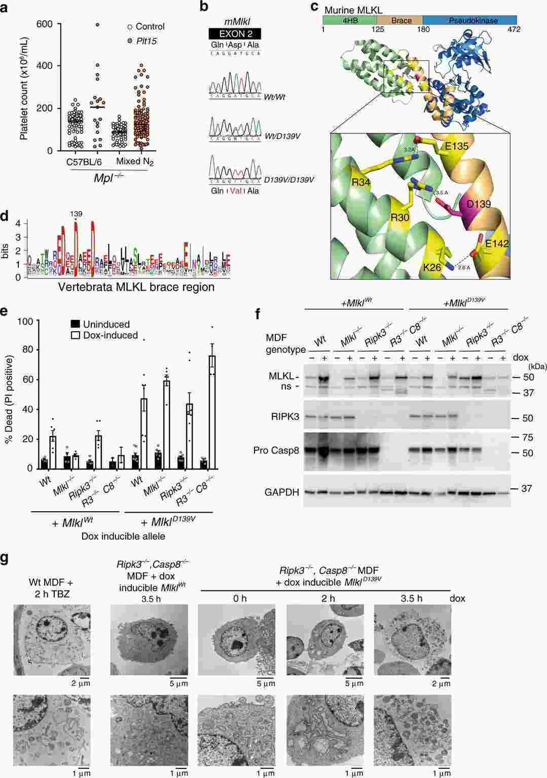 Valproic acid prompted the reprogramming of primary porcine hepatocytes into hepatic progenitor cells in vitro.