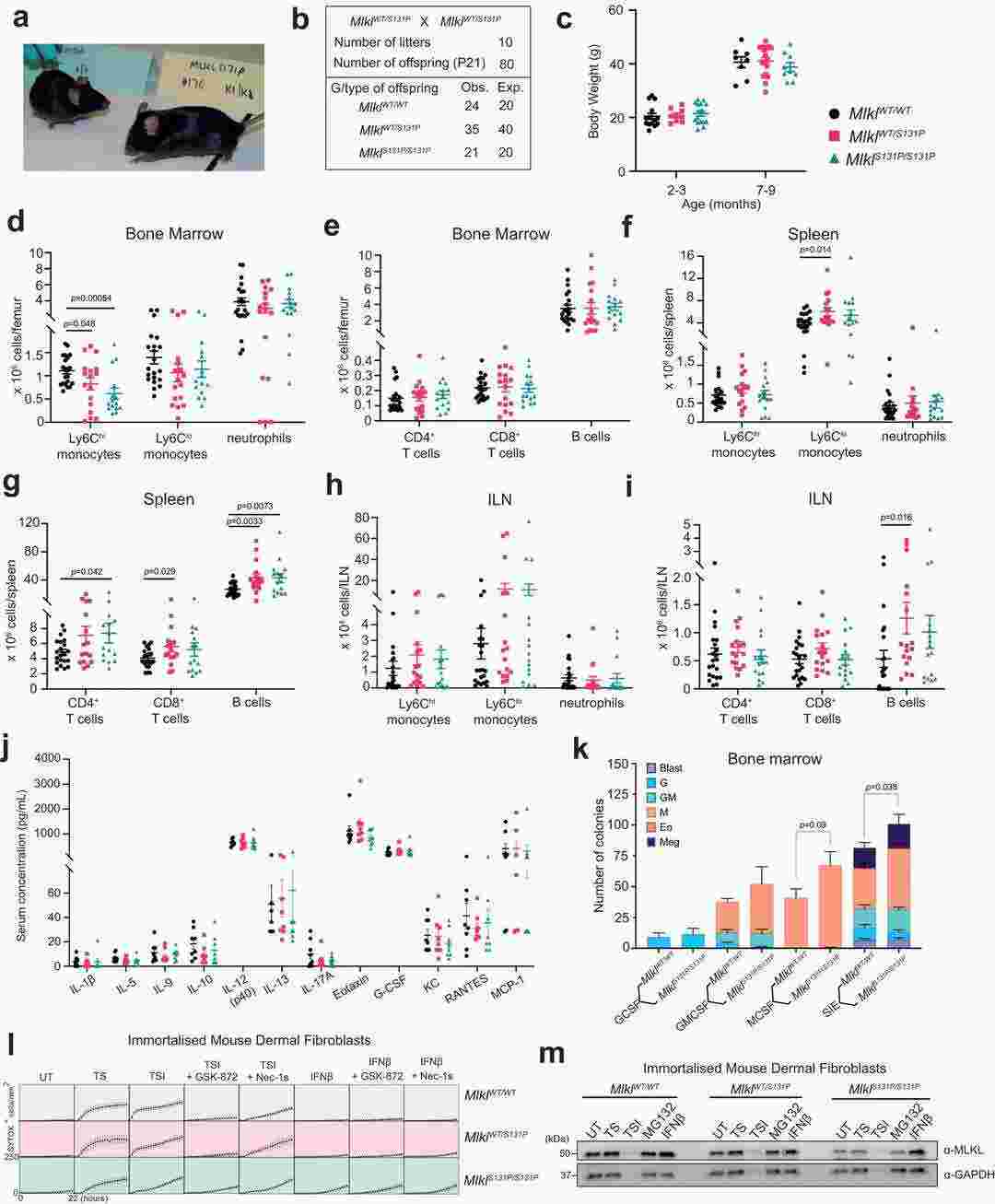 (A-B) Microscopic images and viability data for freshly seeded porcine hepatocytes. (C-D) Assessment of NF135.C10 sporozoite traversal in both fresh human and porcine hepatocytes three hours after invasion, using samples from three different biological donors.