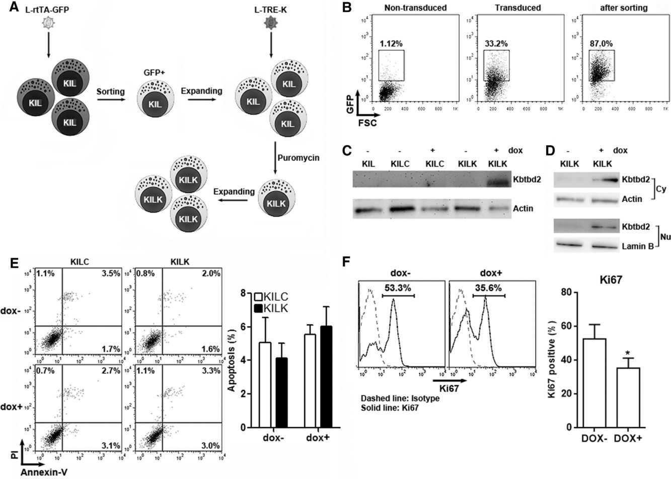 Influence of External Kbtbd2 on the Proliferation of NK Cell Line.