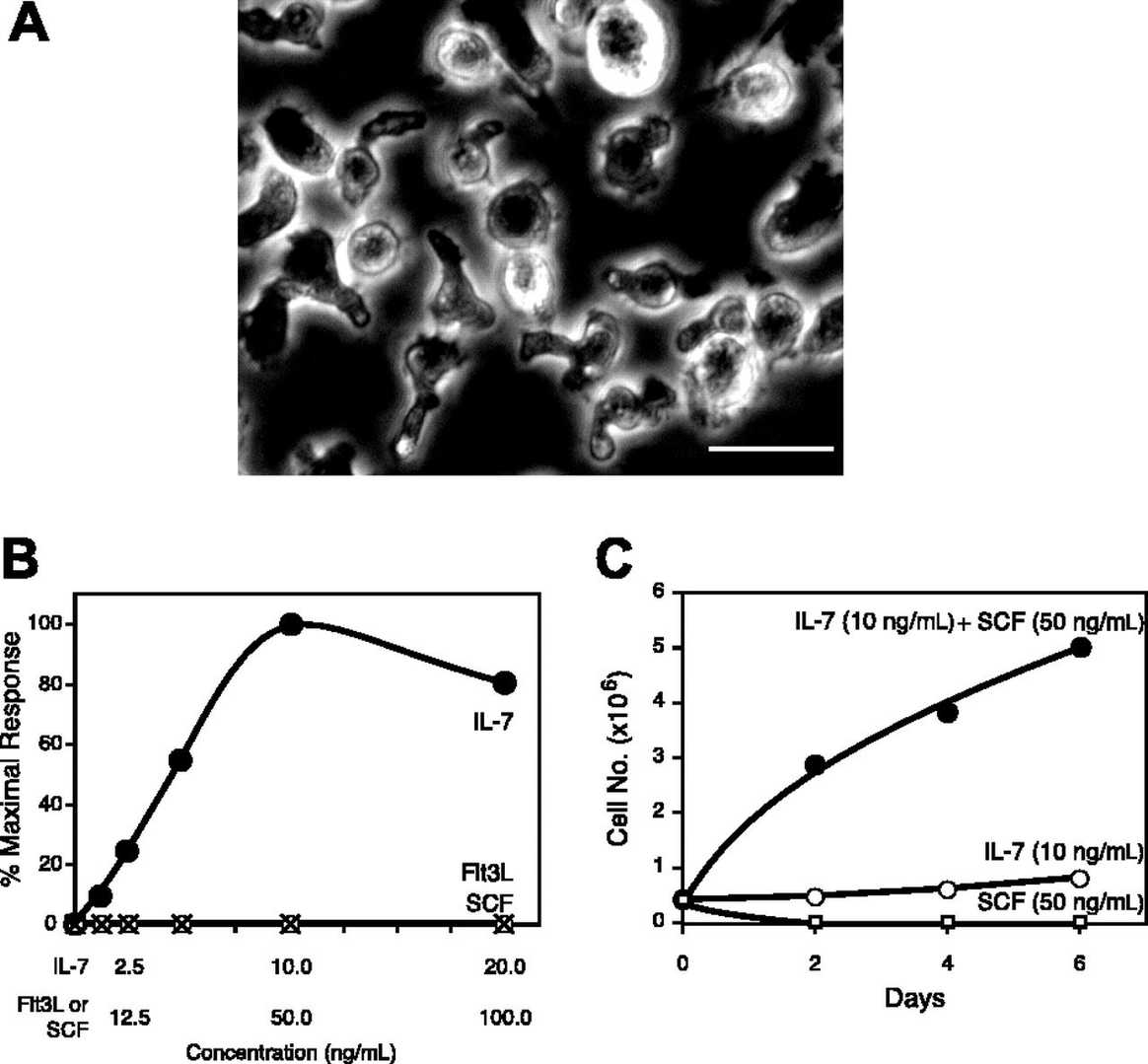 Morphological Characteristics and Growth Factor Reactions of KIL.