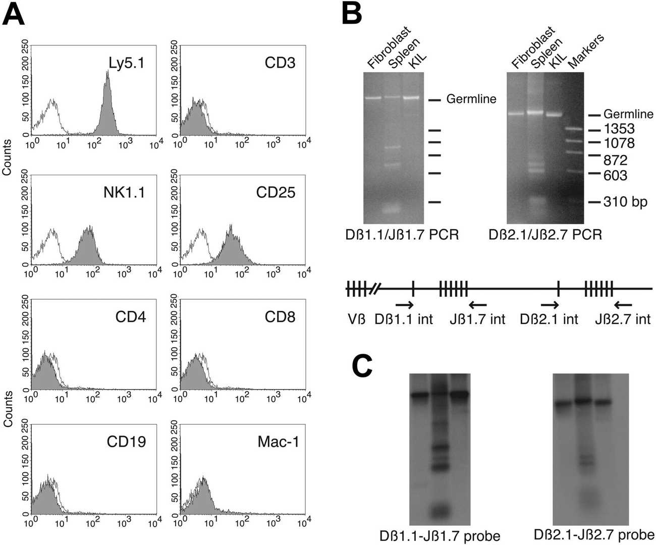 Phenotypic Characteristics of the KIL Cell Line.