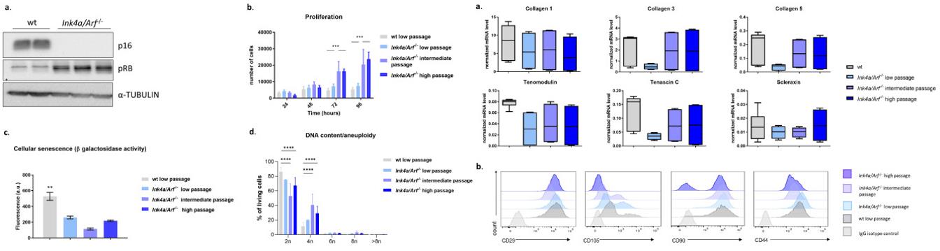 Left: Characterization of Ink4a/Arf−/− compared to wild-type (wt) tenocytes; Right: Tenocytes from Ink4a/Arf−/− mice in passage exhibit tenogenic characteristics.