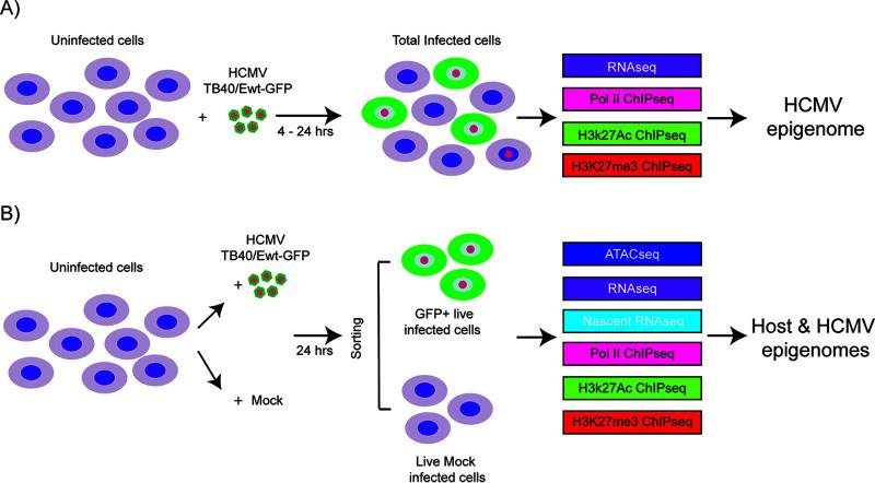 (A) Kasumi-3 cells were infected with HCMV TB40/Ewt-GFP at an MOI of 1. (B) Kasumi-3 cells were mock infected or infected with HCMV TB40/Ewt-GFP at an MOI of 1.