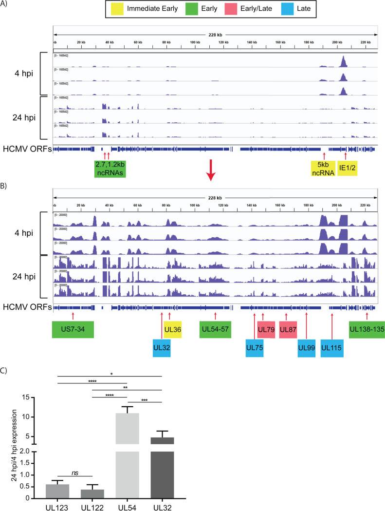 (A) IGV (Integrative Genomics Viewer) of RNA-seq coverage of the entire HCMV genome at 4 and 24 hpi in infected Kasumi-3 cells. (B) Reduced-scale view of the RNA-seq coverage map to allow the visualization of all the expressed viral transcripts. (C) RT-qPCR validation of changes in the relative abundance of selected viral genes between 4 and 24 hpi.