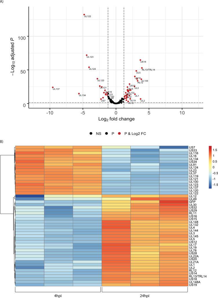 (A) Volcano plot of changes in viral gene expression between 4 and 24 hpi. (B) Heat map of differentially expressed genes.