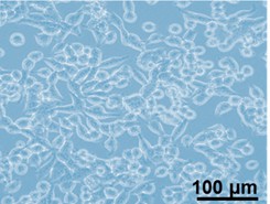 Microscopic views of KB-V1 cells.