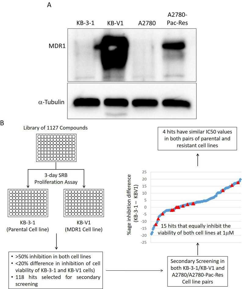 Evaluation of compounds capable of reversing P-gp-mediated multidrug resistance.