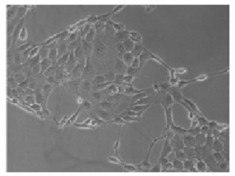 The KKU-213 cells’ characteristic.