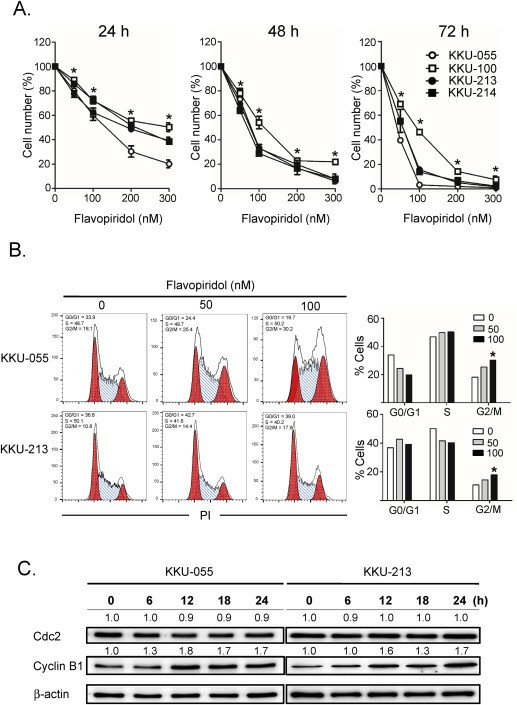 (A) Flavopiridol suppressed proliferation in cholangiocarcinoma cell lines. (B-C) Flavopiridol caused cell cycle arrest at the G2/M phase.