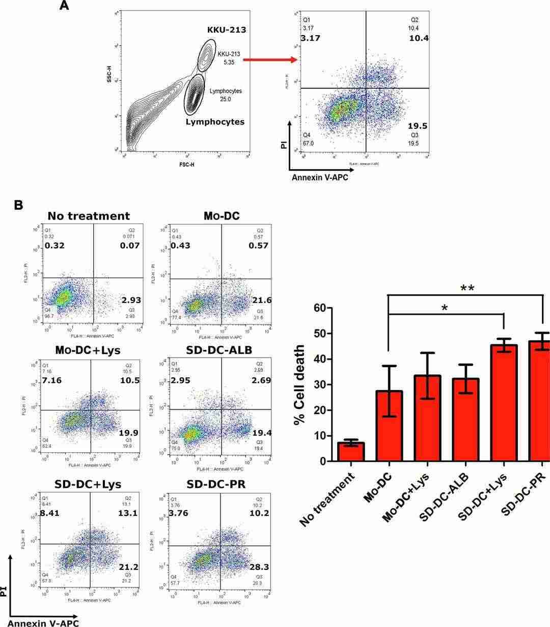 Cytotoxic effects of T-cells activated by various types of dendritic cells on KKU-213 cells.