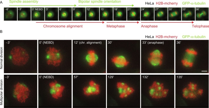 Live-cell imaging of mitosis across various timescales.