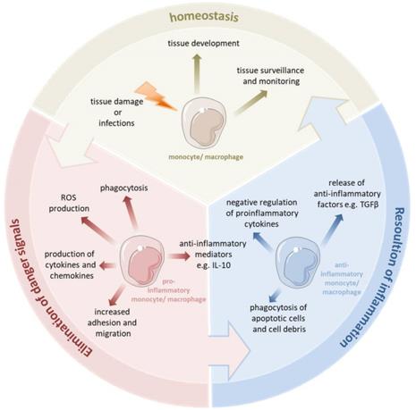 Monocytes and macrophages are a central component of the innate immune system (Austermann J, Roth J, Barczyk-Kahlert K. 2022).