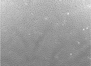 Micrographs of rat tenocytes.