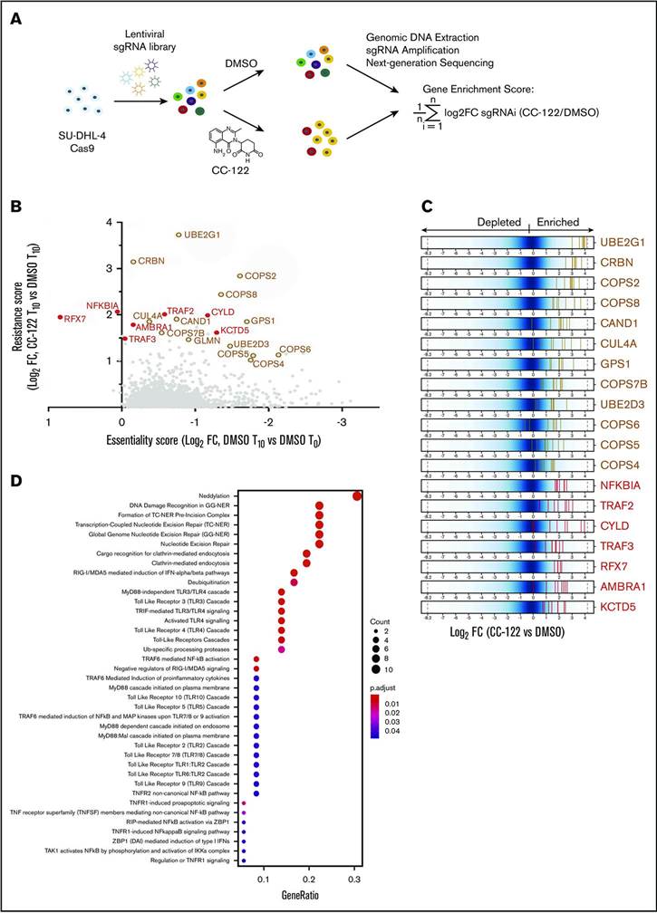 Western blot analysis of apoptosis-related proteins with β-actin as an equal loading control. (Li JJ, et al., 2017)