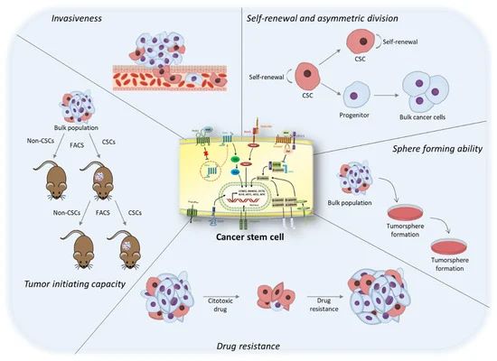Fig. 1 Main characteristics of cancer stem cells. (Herreros-Pomares A, 2022)