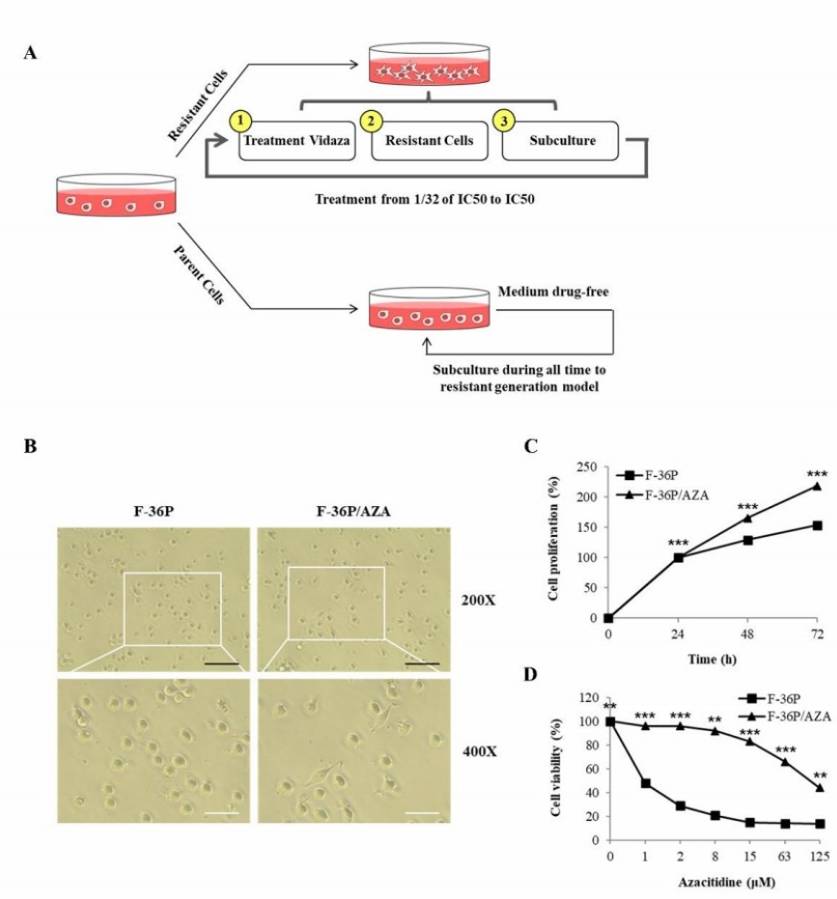Development of an azacitidine-resistant cell line.
