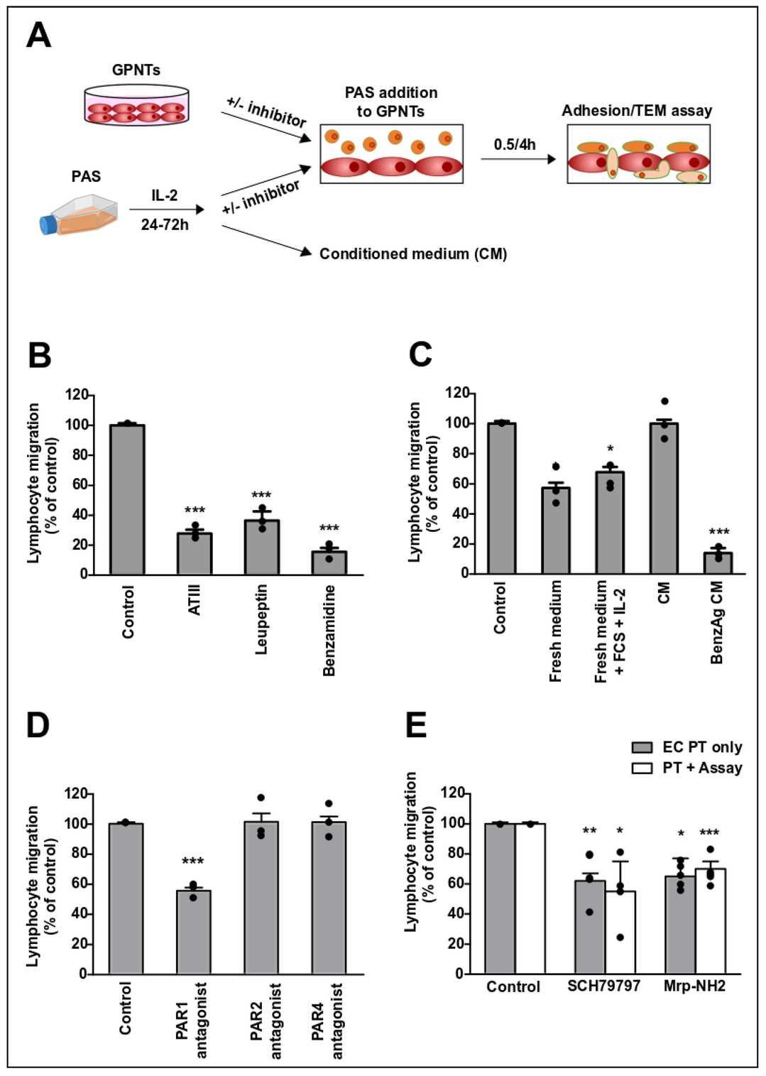 T cell-derived protease triggers endothelial PAR1 activation during transendothelial migration (TEM).