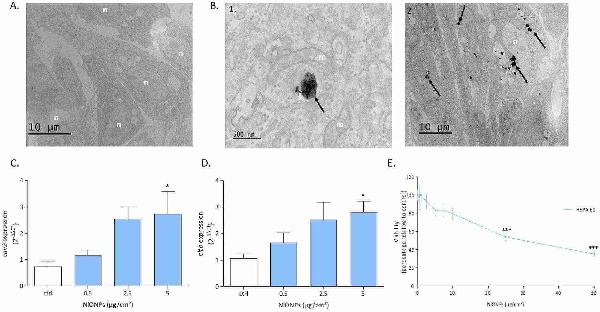 (A, B) Localization of NiONPs in HEPA-E1 cells by TEM, showing aggregates near the nucleus and mitochondria. (C-E) Expression of cav2 and cltb mRNA and cell viability following NiONP exposure.