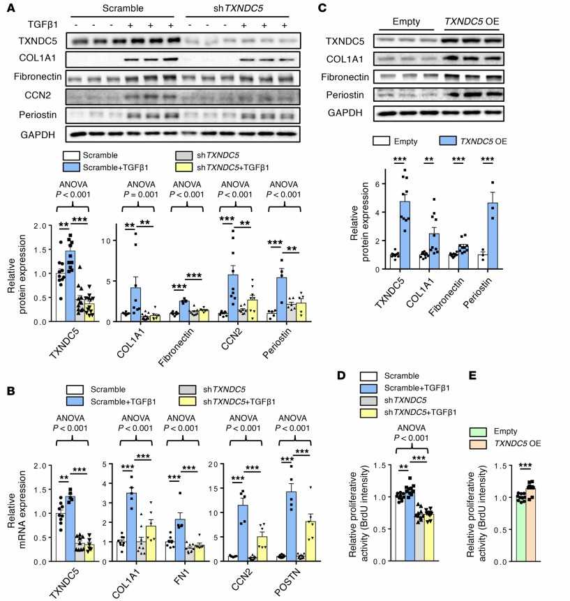 TXNDC5 knockdown blunted TGF-β1-driven HKF activation and ECM synthesis, whereas TXNDC5 overexpression alone provoked both responses.